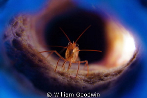 Peppermint shrimp in branching vase sponge lit from exter... by William Goodwin 